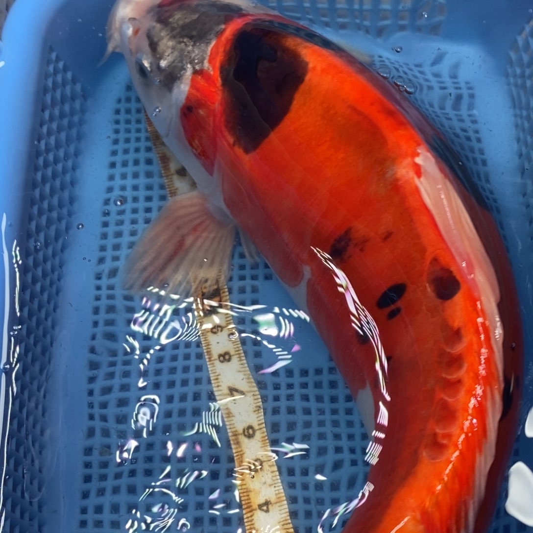 锦鲤冷水锦鲤包邮