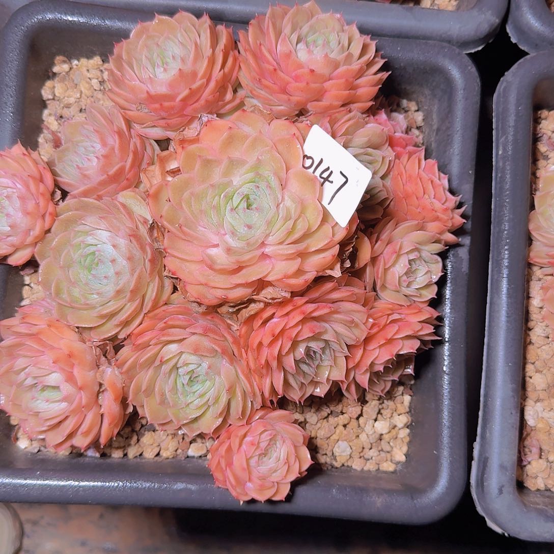 小***～0147昂斯诺多肉植物