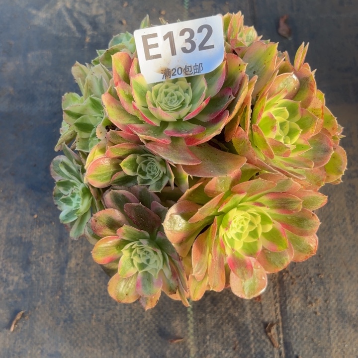 瑞妈132-------。。。。