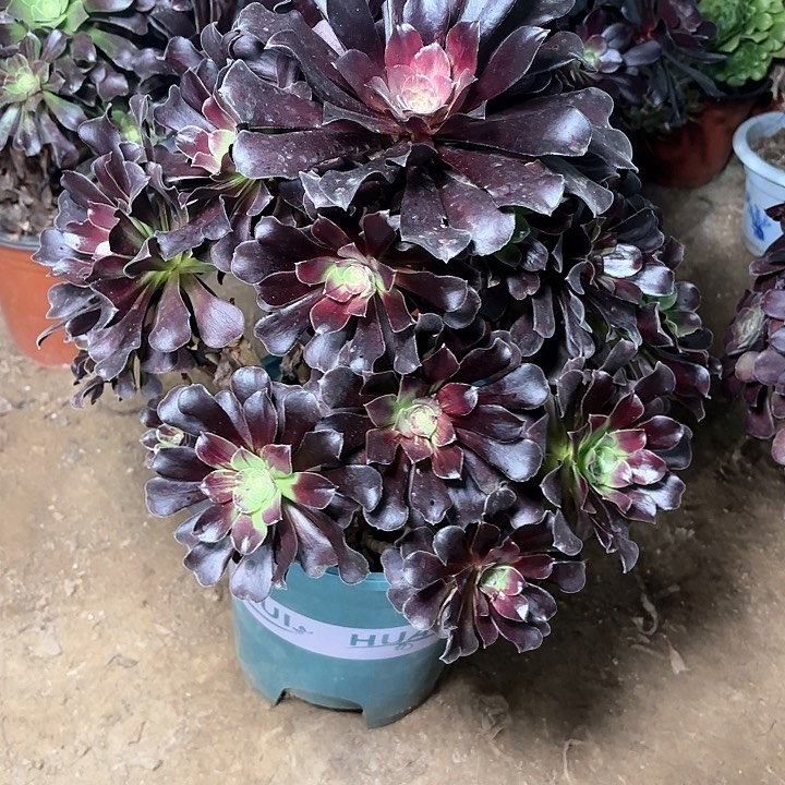 时**转多肉植物噢若拉34