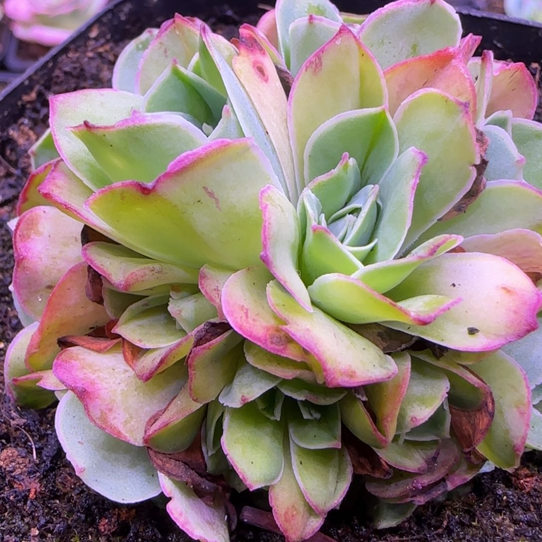 冰衍玫瑰花球6厘米121242424572