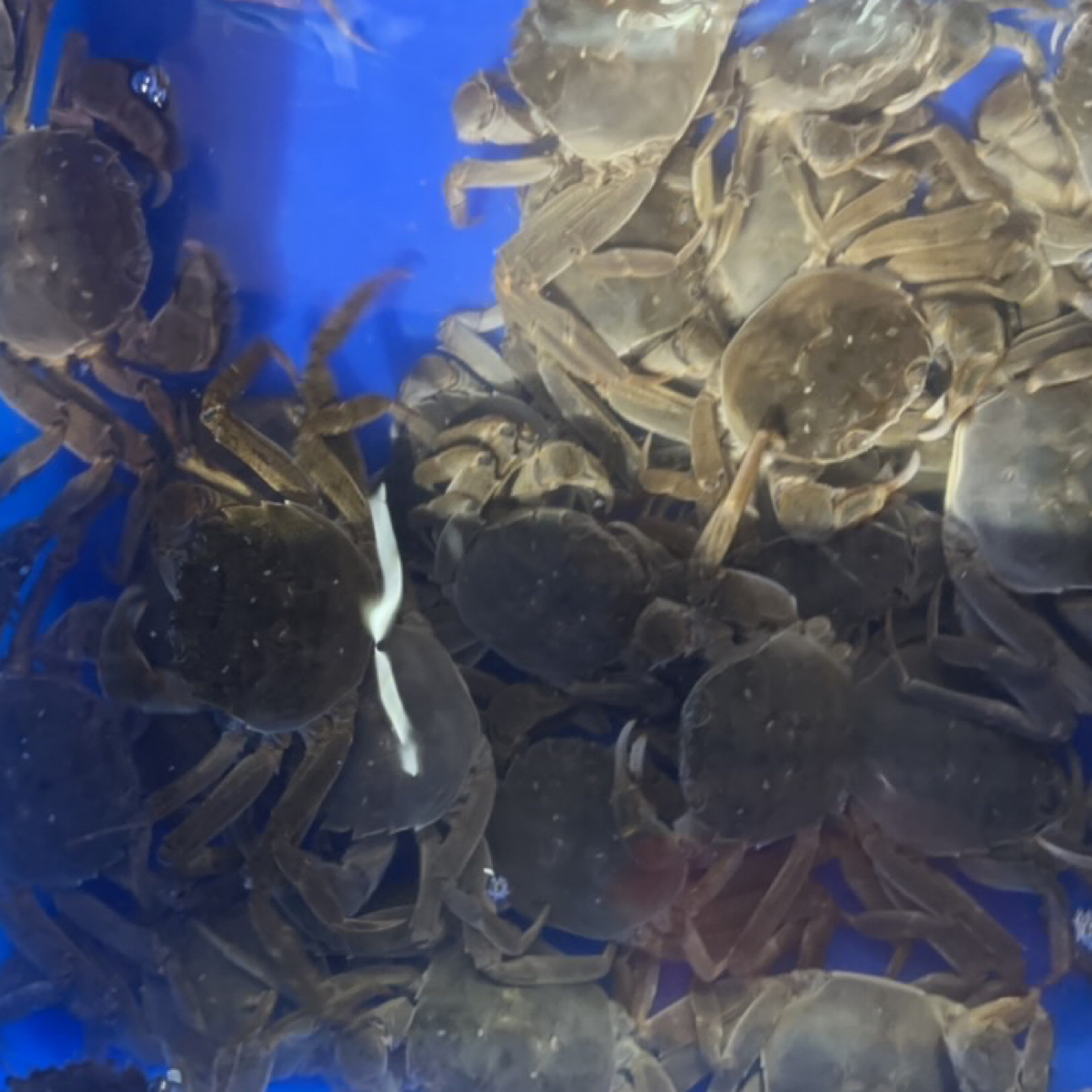 鲜活母河蟹单只约1.6-1.8两 约6-7只500g