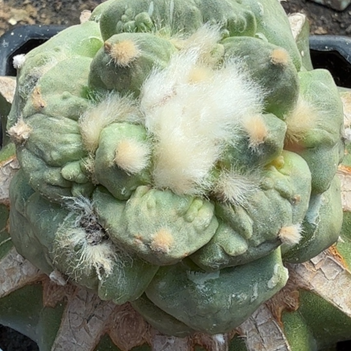 无花朵葵系怒涛535