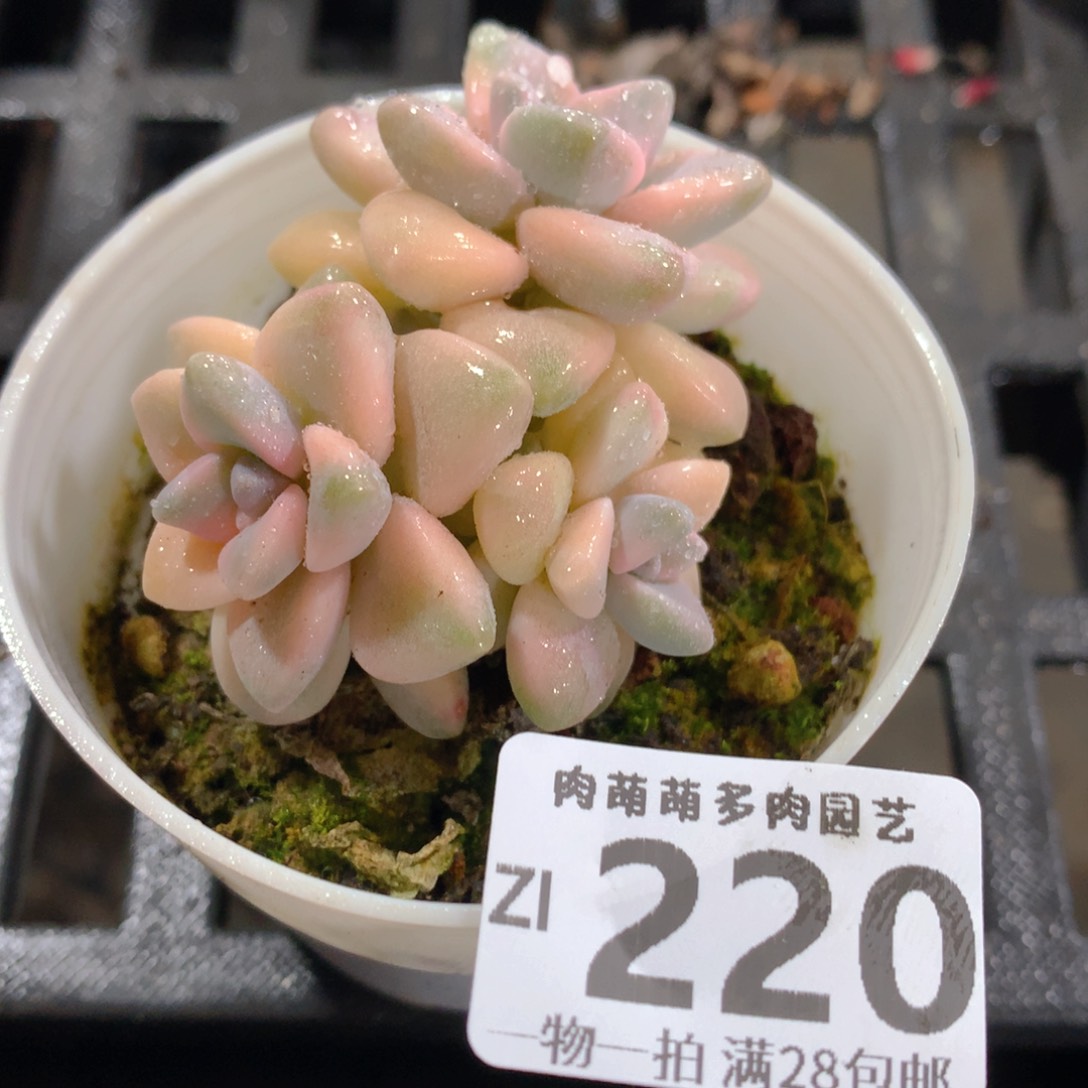 肉萌萌拇指盆精控多肉ZI220