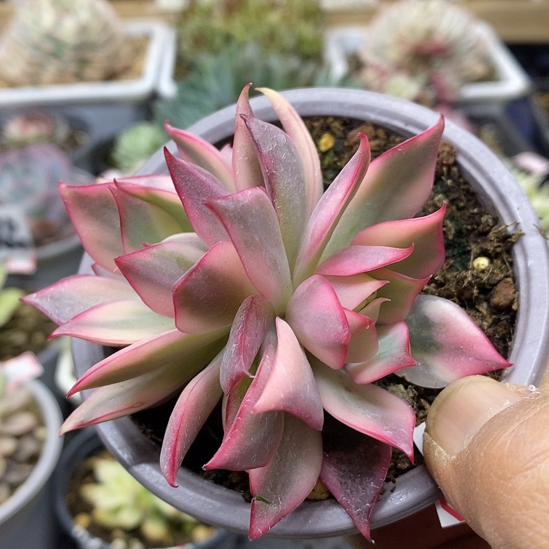 3046 红莲覆轮锦无砍双头 需延时发货