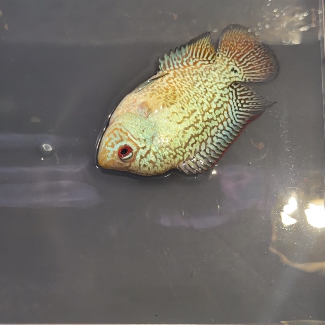 罗汉鱼马来西亚花罗汉鱼