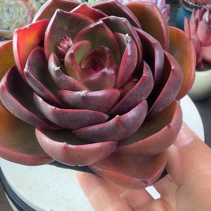 红灯多肉植物盆栽