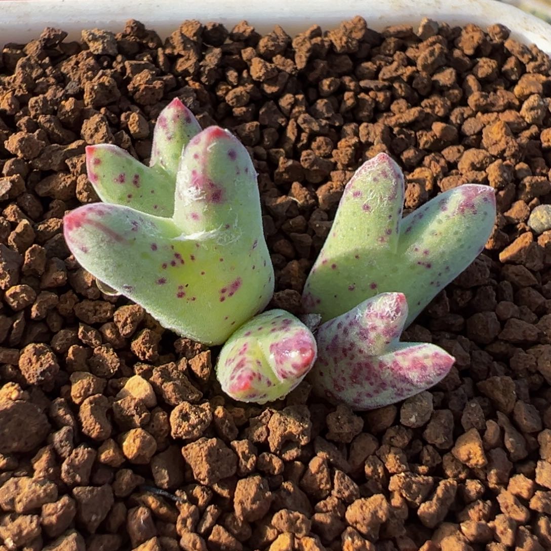 0152多肉植物种类多样