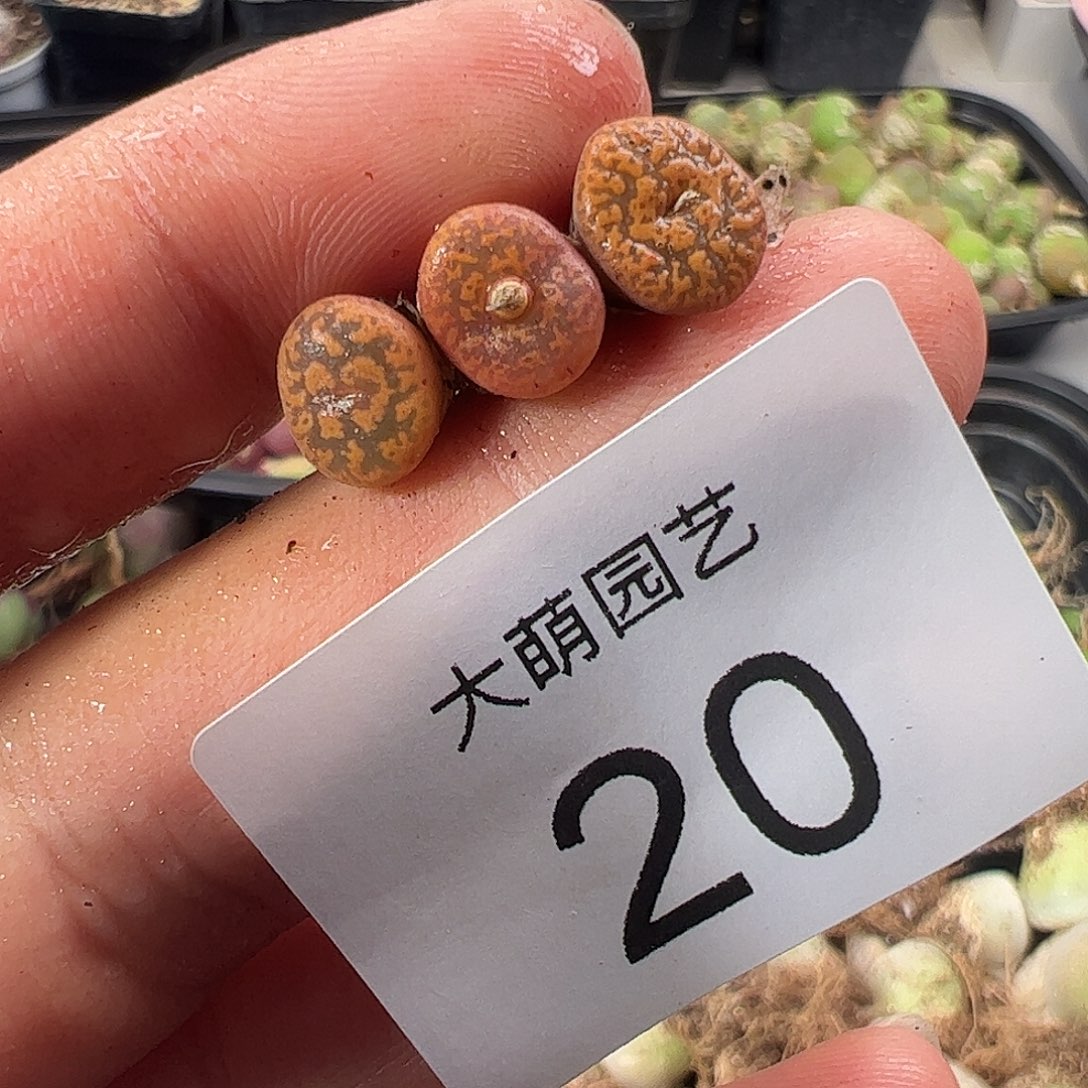 一物一拍。      20