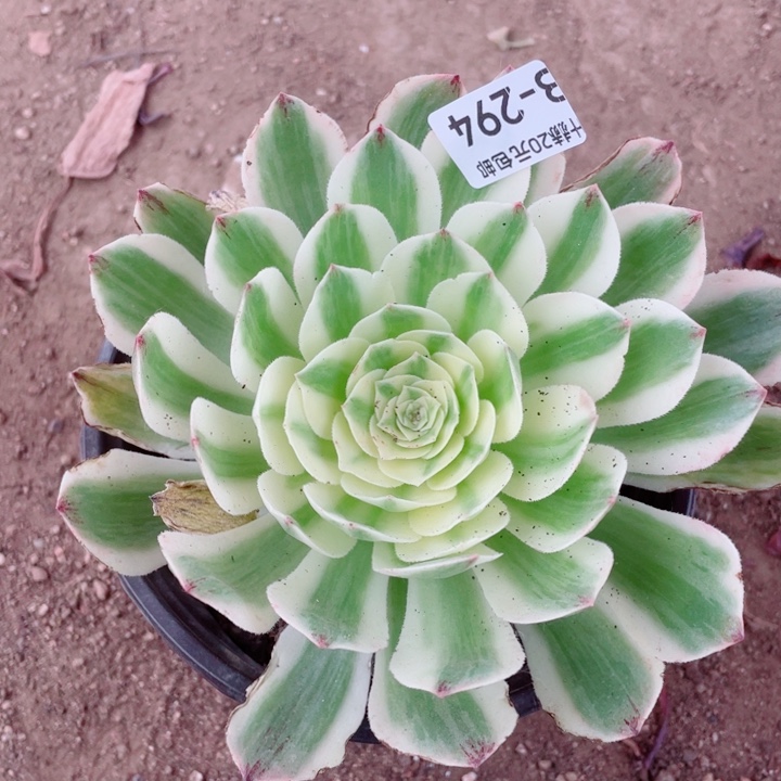 249伊利沙白多肉12345789