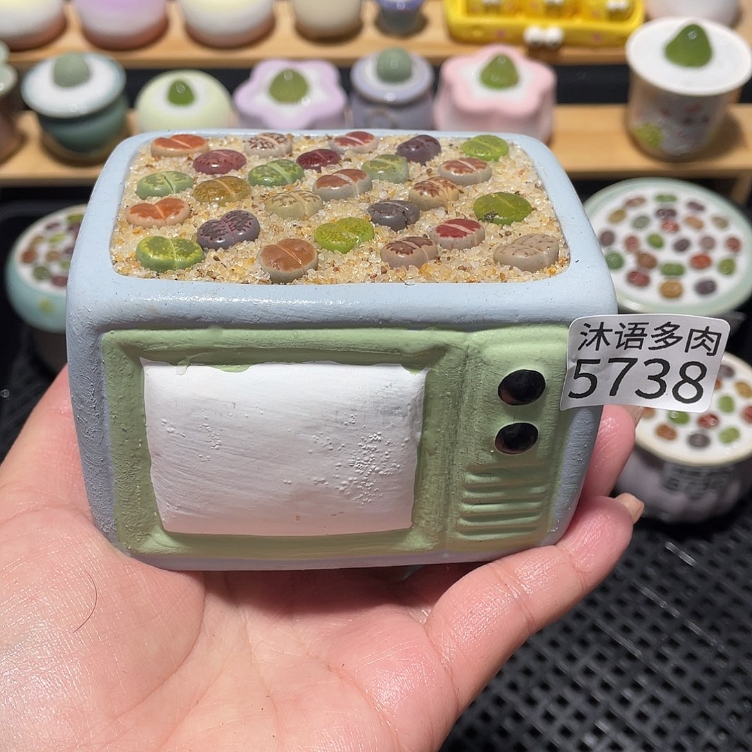 带盆土植物 一物一拍5738