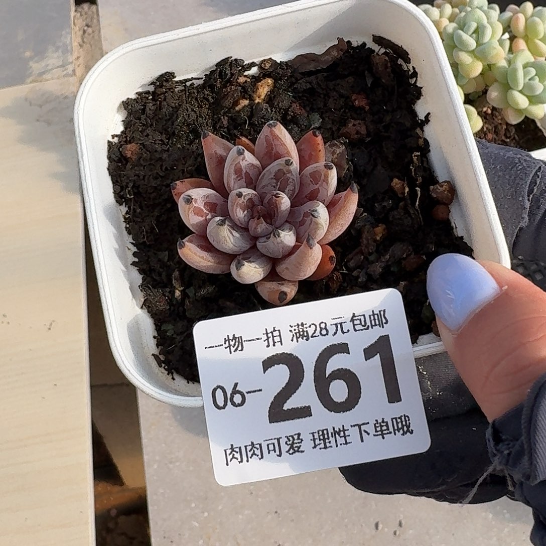 魔爪无盆土发货无