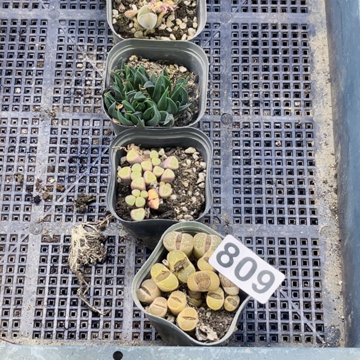 809肉缀一物一图如图