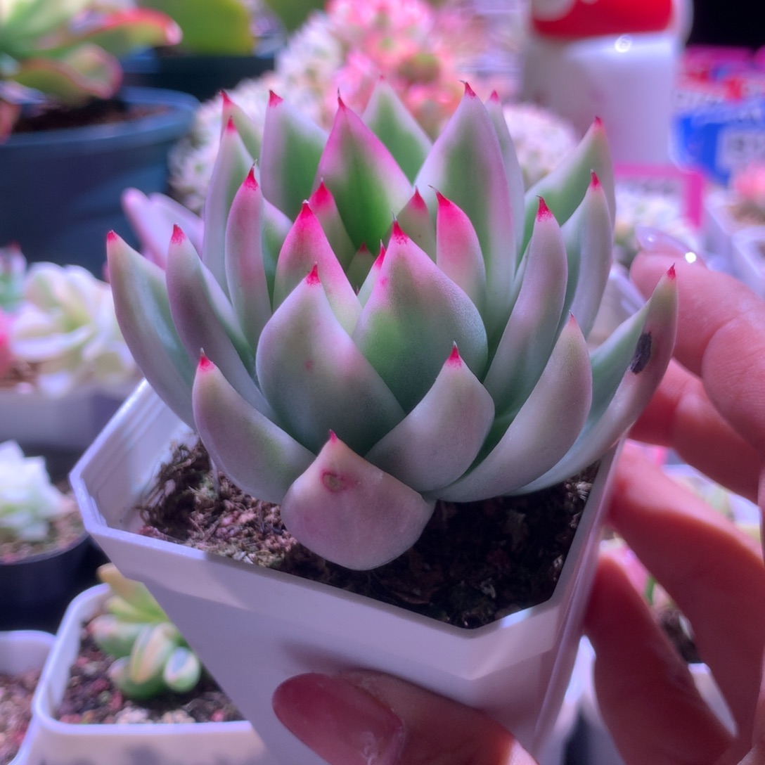 雪白玛利亚覆轮锦有根