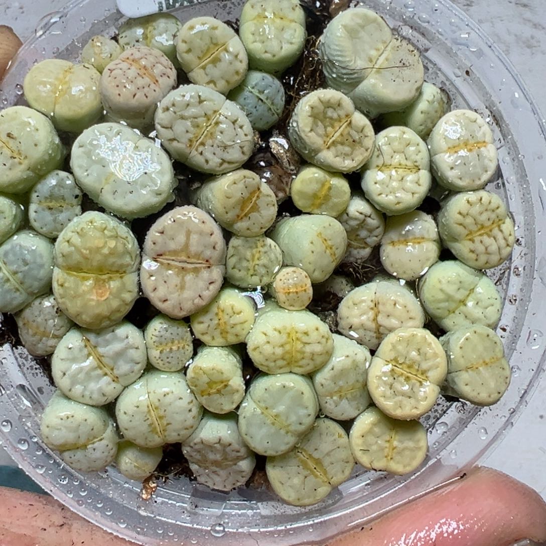 【闪购商品】 617。     