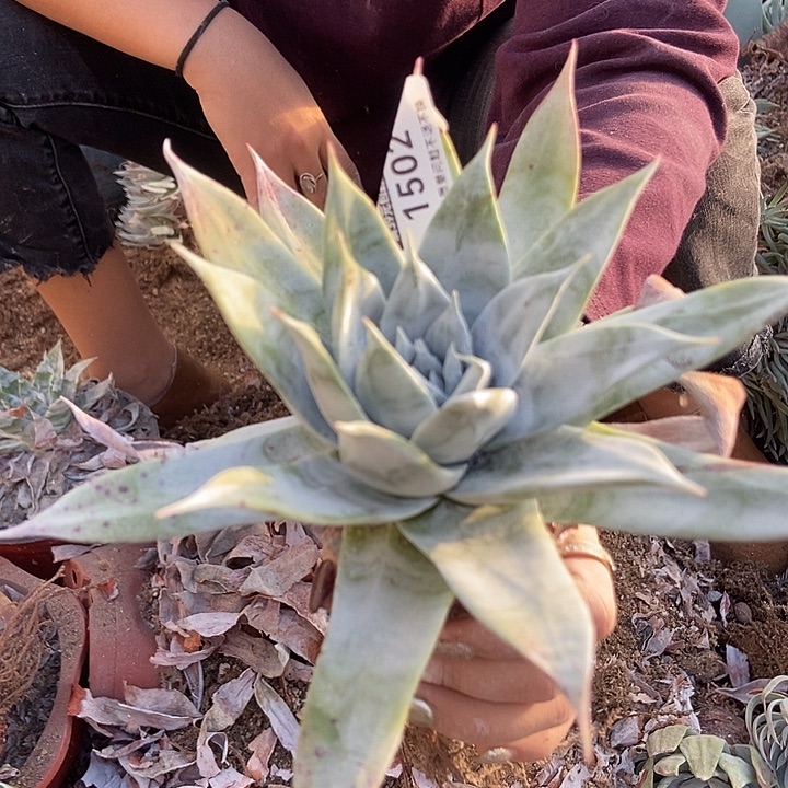 雪山仙女杯11502个