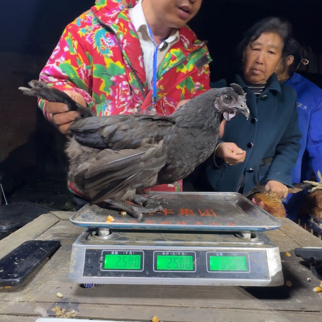 琳***.红瑶鸡农村土鸡043