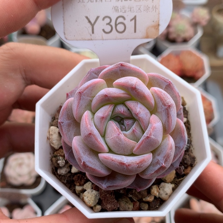 0361冰糖水晶4.5厘米