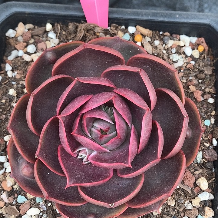 2809—-红定来着多肉