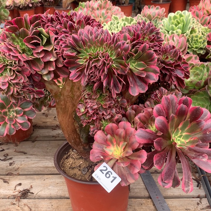 261美杜莎多肉法师