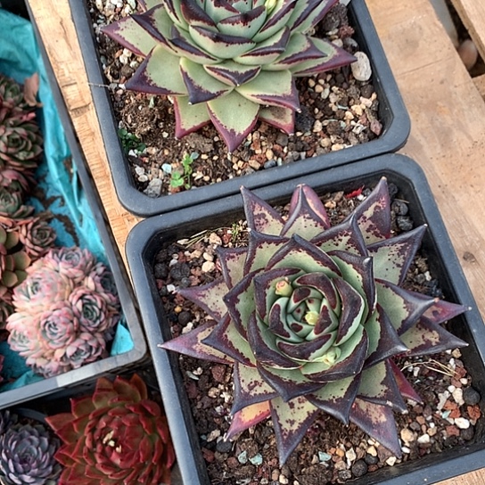 6****6美热特价活动开始啦