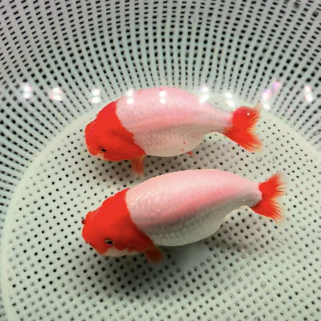 兰寿活体观赏鱼花色红白五花奶牛兰寿5~20公分实物以直播为准