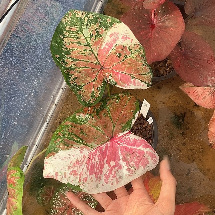 泰国彩叶316-0127