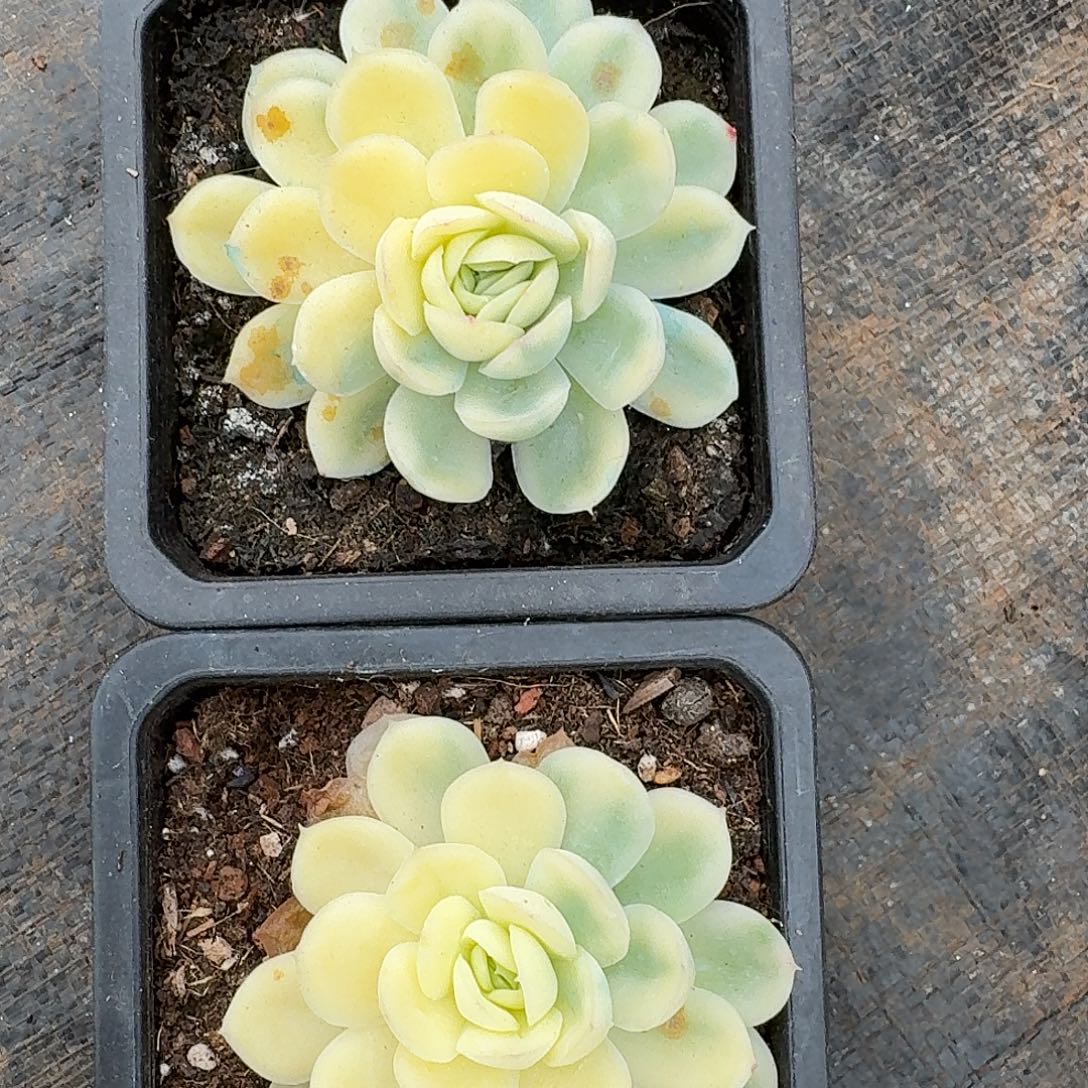 草莓冰锦一物一拍好看