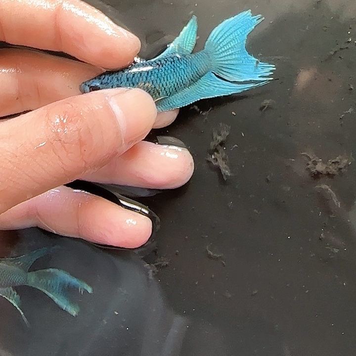 斗鱼直播频道是在