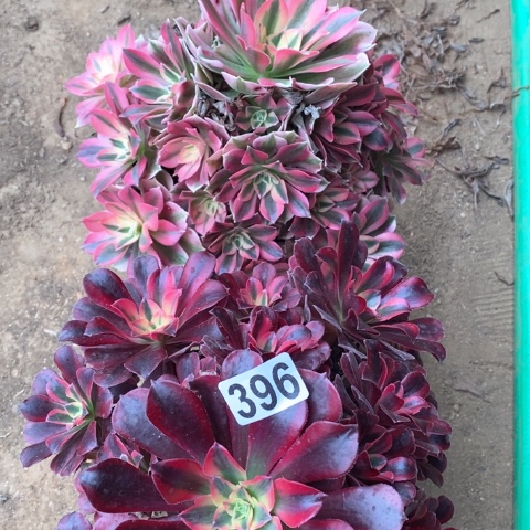 396两颗法师多肉植物