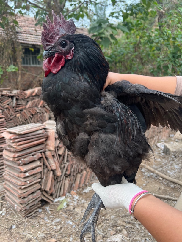 散养五黑鸡肉质细嫩黑毛黑皮黑骨黑肉黑内脏5只1.5斤左右包邮