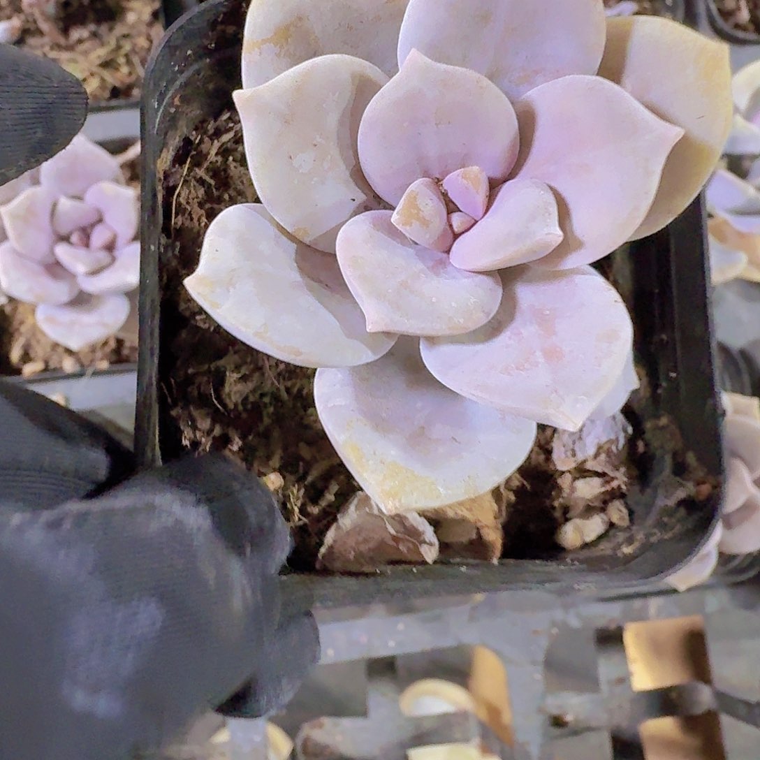 华丽风车多肉植物