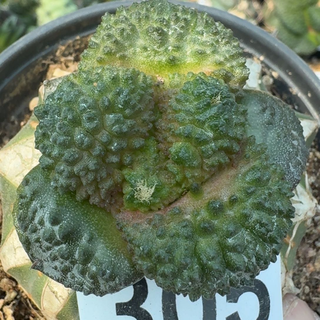 【闪购商品】大尤哥斯拉305