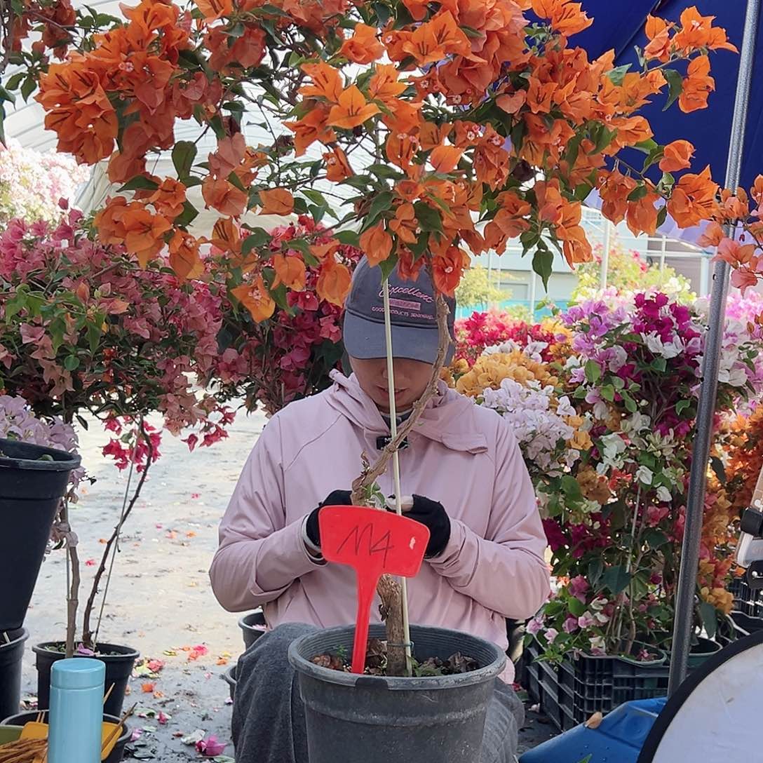 侧***面大部分花苞少量开放M4橙桑巴