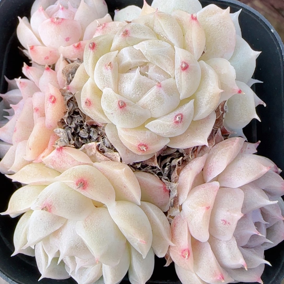 大***）花语多肉1226-152散