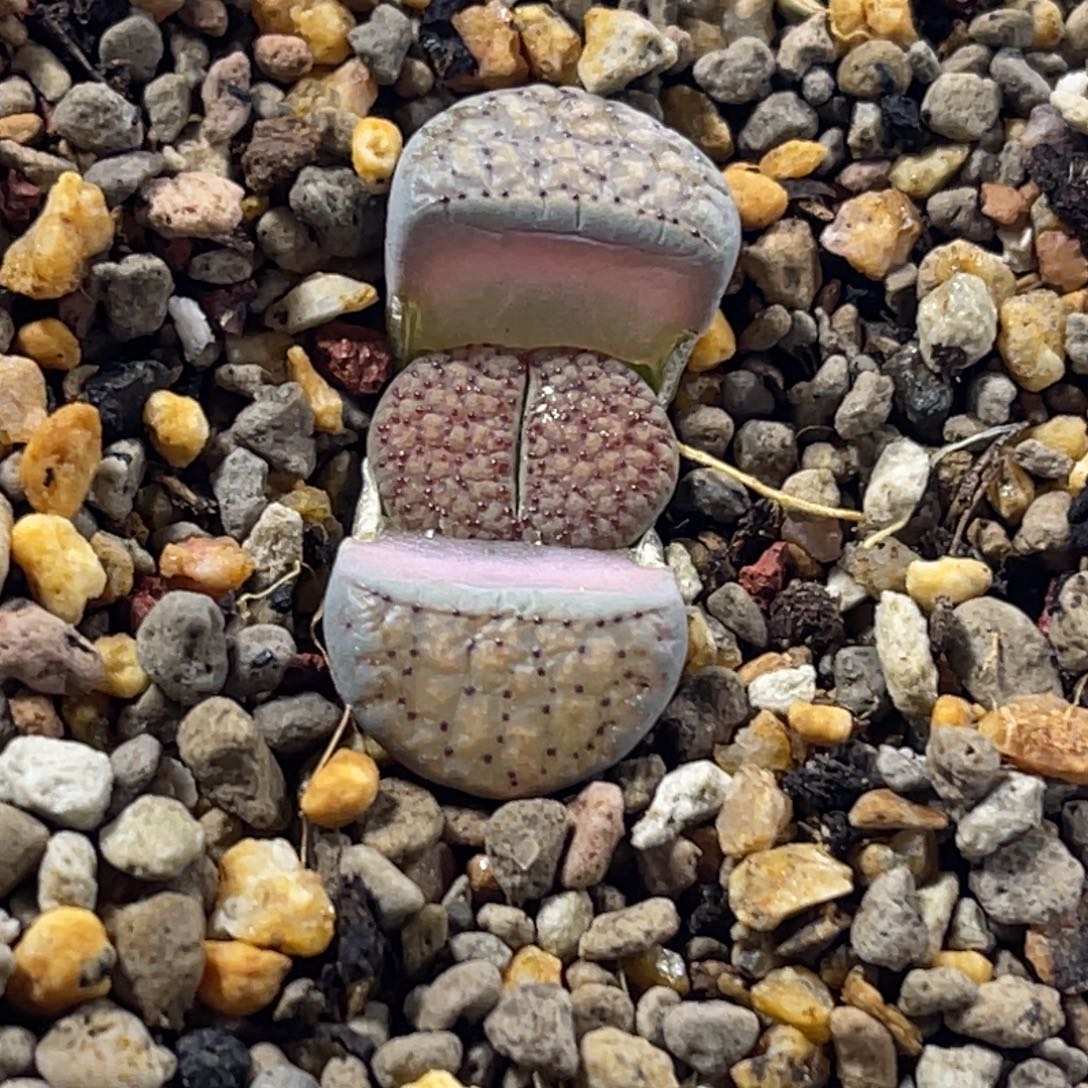 3093血点朝贡1尺寸1.6