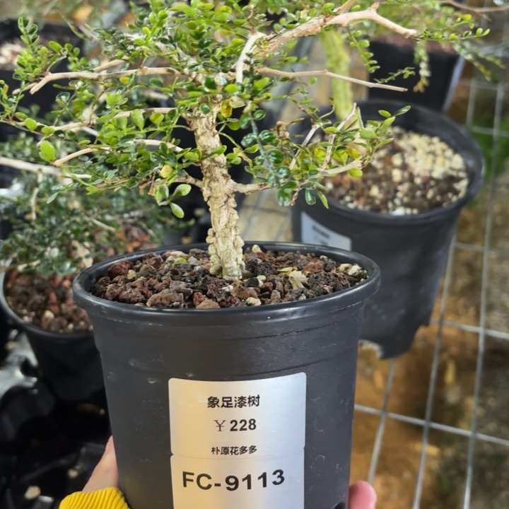 象足漆树FC-9113. 