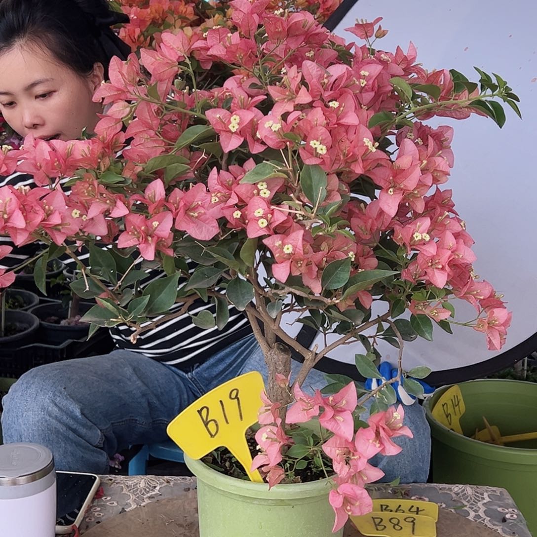 H***X大部分花苞少量开放B19卡亚塔