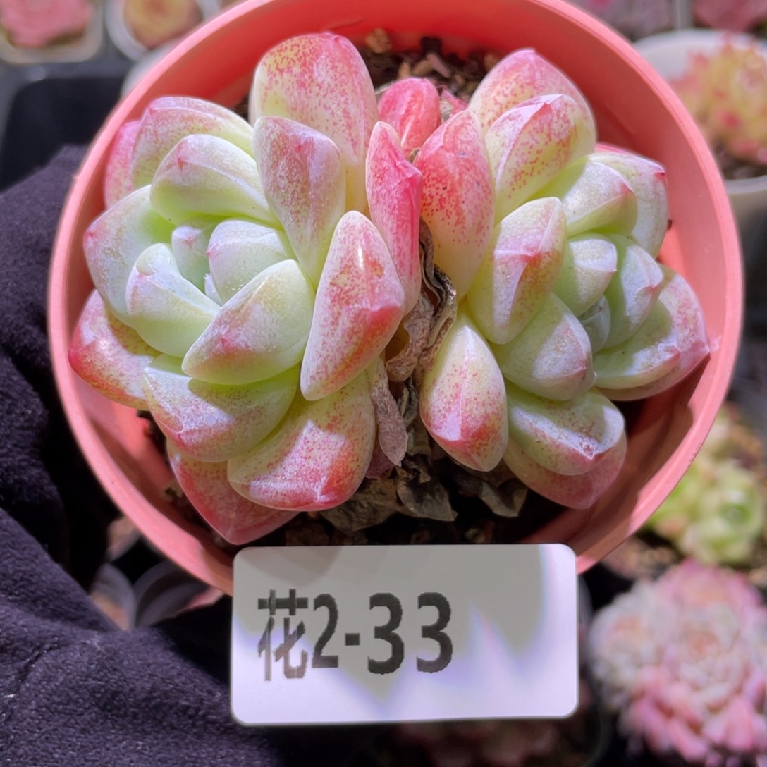 花利美2-33冰玉双头