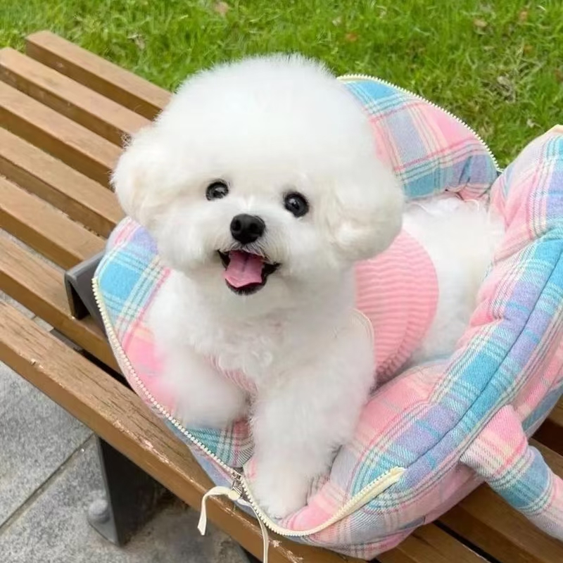 比熊泰迪雪纳瑞幼犬专拍