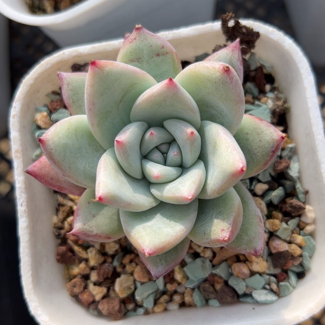 野卡精控多肉一物一拍