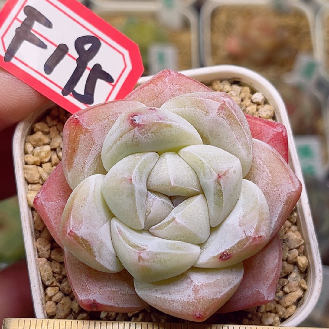 F195一物一拍 红冰玉