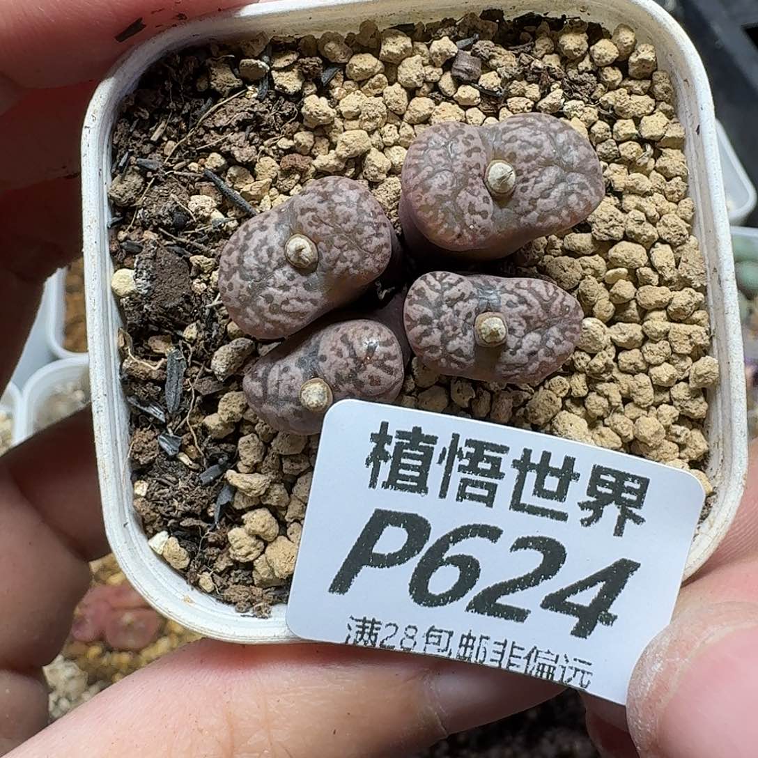 多肉植物的人生fhhj
