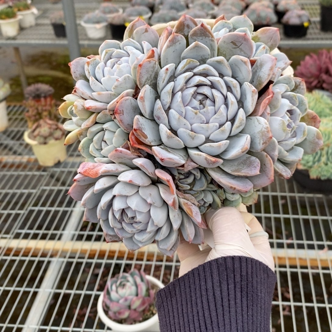 4122汉堡多头一物一拍