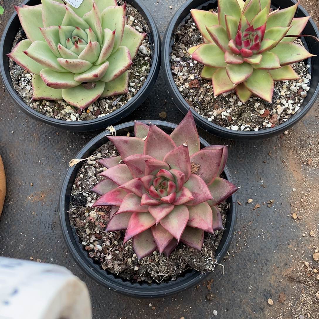 若如东云组拍E251