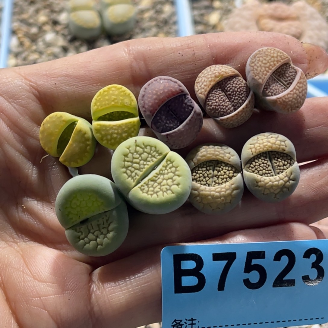 知***知7523巴里9颗。    