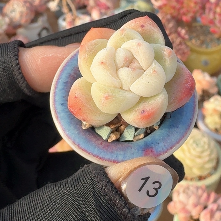 13 多肉含盆土 30元包邮 除偏远地区