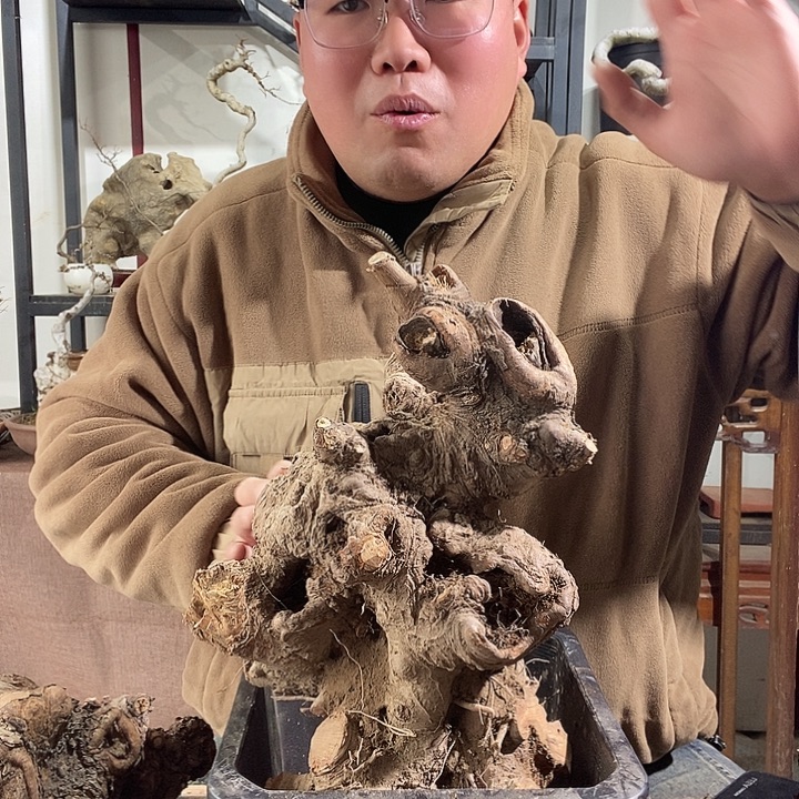 无花朵榆树生不包成活榆树