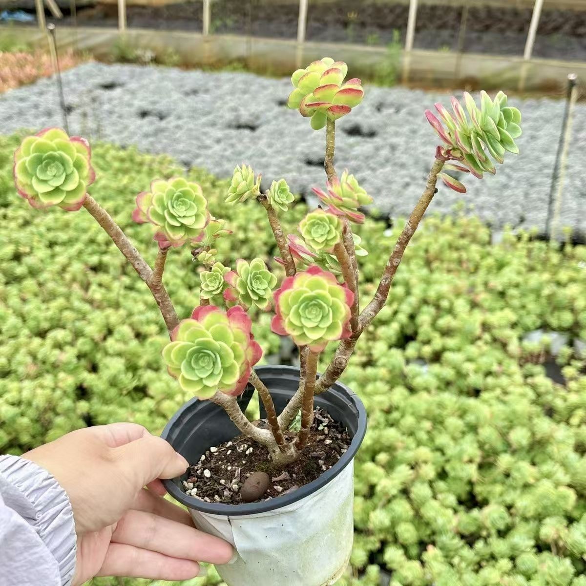 薄化妆(拼满15元包邮)室内盆栽 净化绿植盆栽大棚多肉