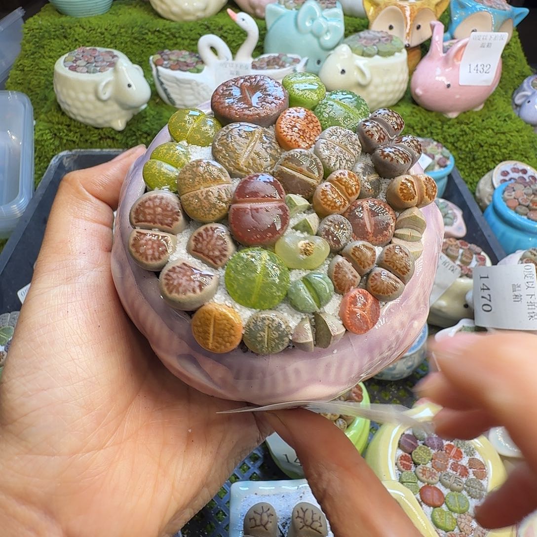 一****多肉植物福利冲526